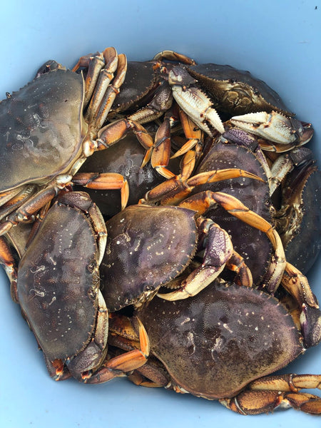 新品　匿名　 spindleshanks crab カニ Creature Encyclopedia - Crab 02 Complete Set of 4 (Gashapon)