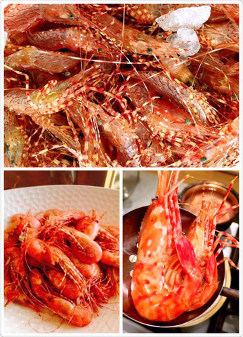当天下午1点出水，4磅华州野生浣纹活虾（Live coon stripe shrimp, 5/14，周三）